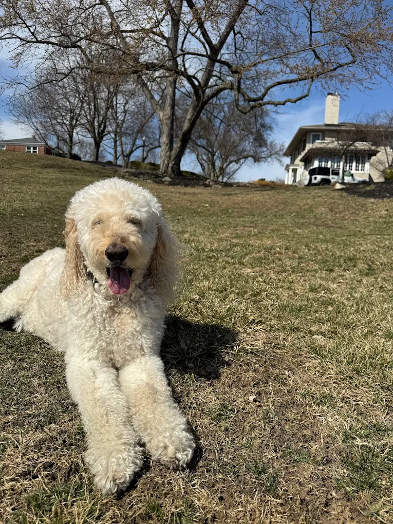 Pet Sitting By Carly